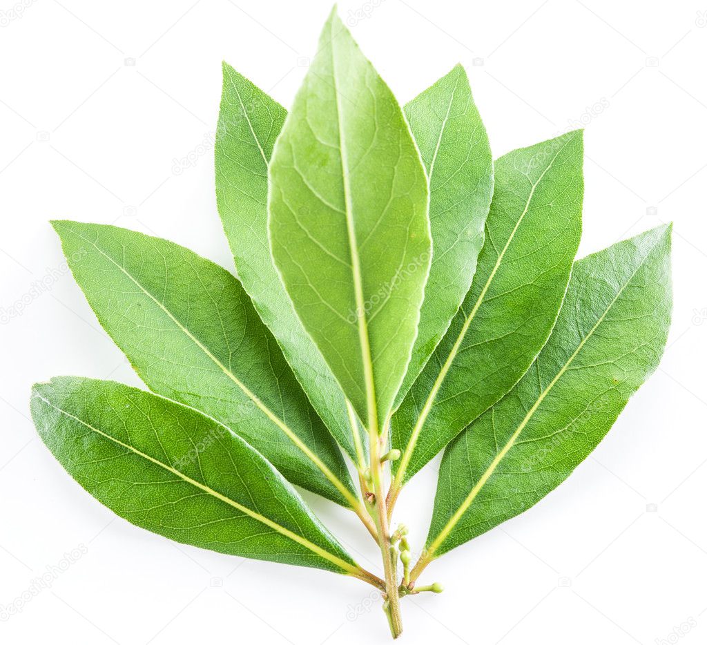 Bay leaf isolated on the white background.