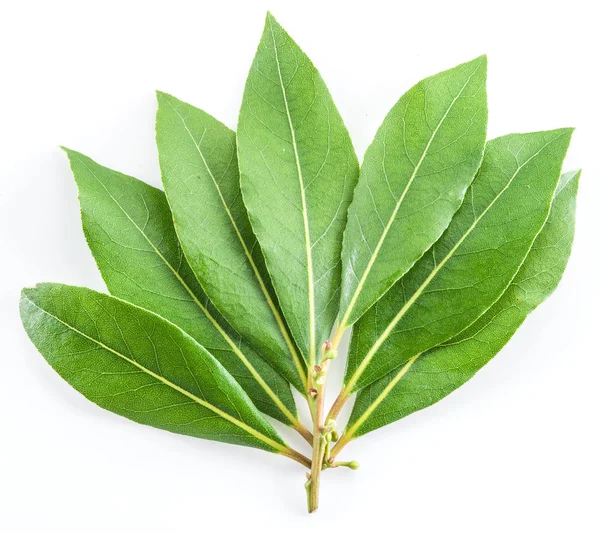 Hoja de laurel aislada sobre fondo blanco. — Foto de Stock