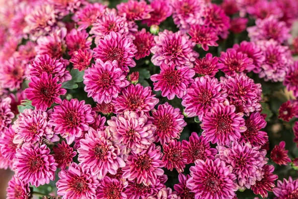 Bloemen chrysant. Herfst natuur achtergrond. — Stockfoto