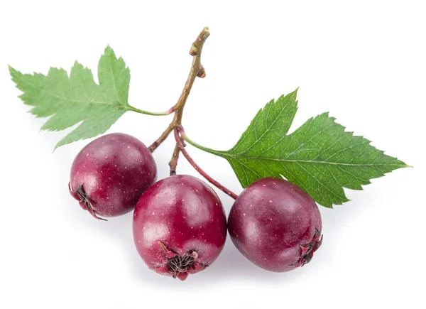 Hawthorn berries isolated on white background. — Stock Photo, Image