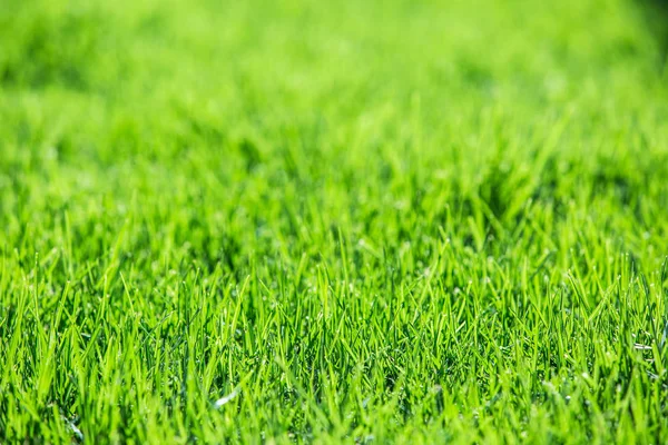 Färskt grönt gräs. På nära håll. — Stockfoto