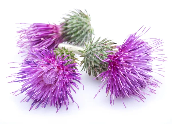 Milchdistel (Silybum) Blüten isoliert auf dem weißen Hintergrund. — Stockfoto