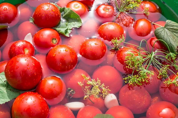 Tomates em conserva com ervas no barril de madeira . — Fotografia de Stock