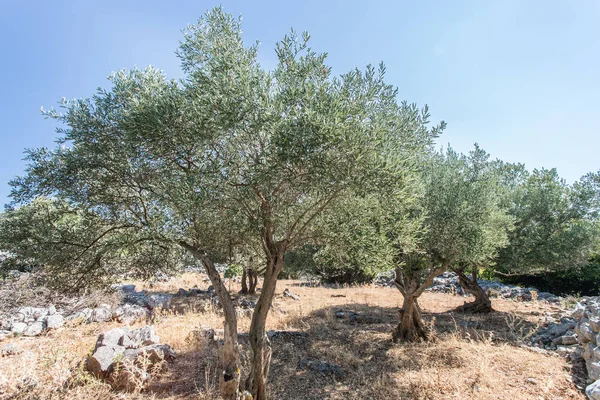 Olive trees garden. — Stock Photo, Image