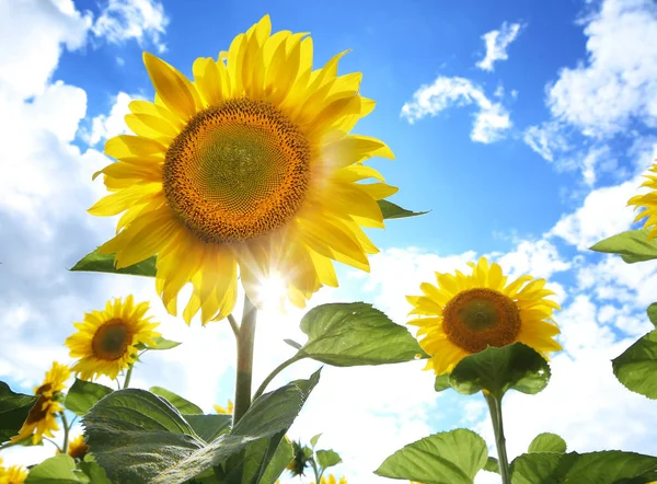 Sonnenblumen auf dem Feld an einem sonnigen Tag. — Stockfoto