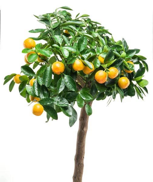 Ripe tangerine fruits on the tree. — Stock Photo, Image