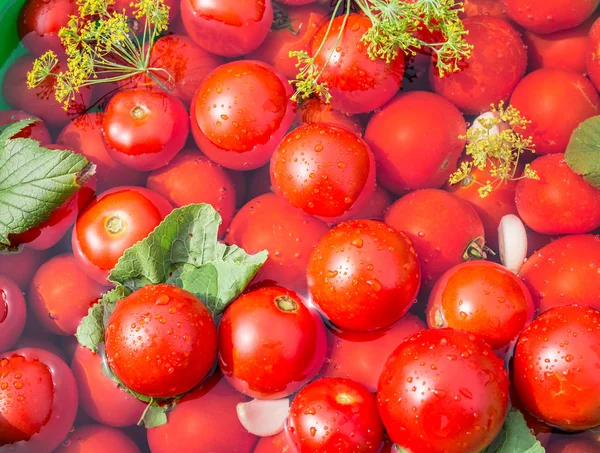 Eingelegte Tomaten mit Kräutern im Holzfass. — Stockfoto