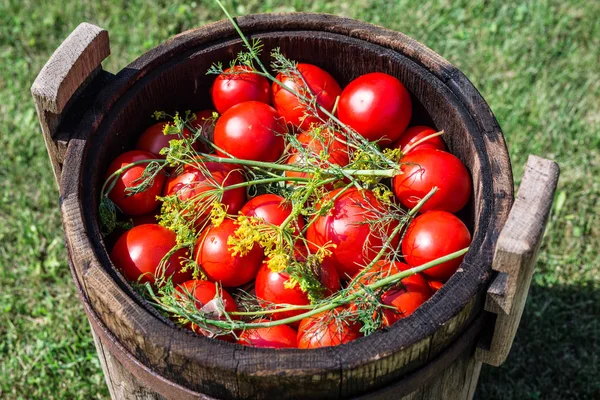 Eingelegte Tomaten mit Kräutern im Holzfass. — Stockfoto