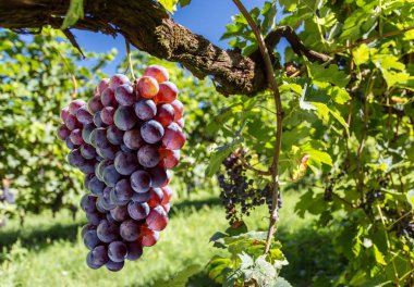 Wine grapes on the vine. clipart