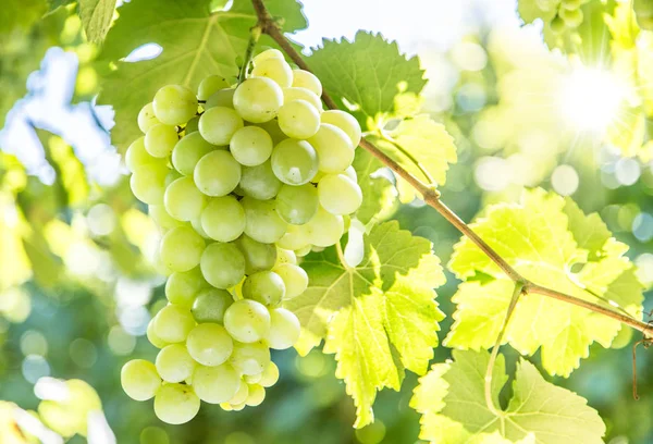 Winogrona do produkcji wina na winorośli. — Zdjęcie stockowe