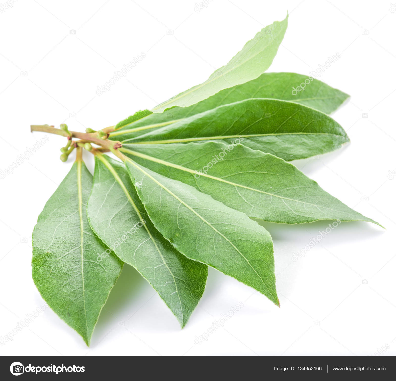Hoja de laurel aislada sobre fondo blanco. fotografía de stock