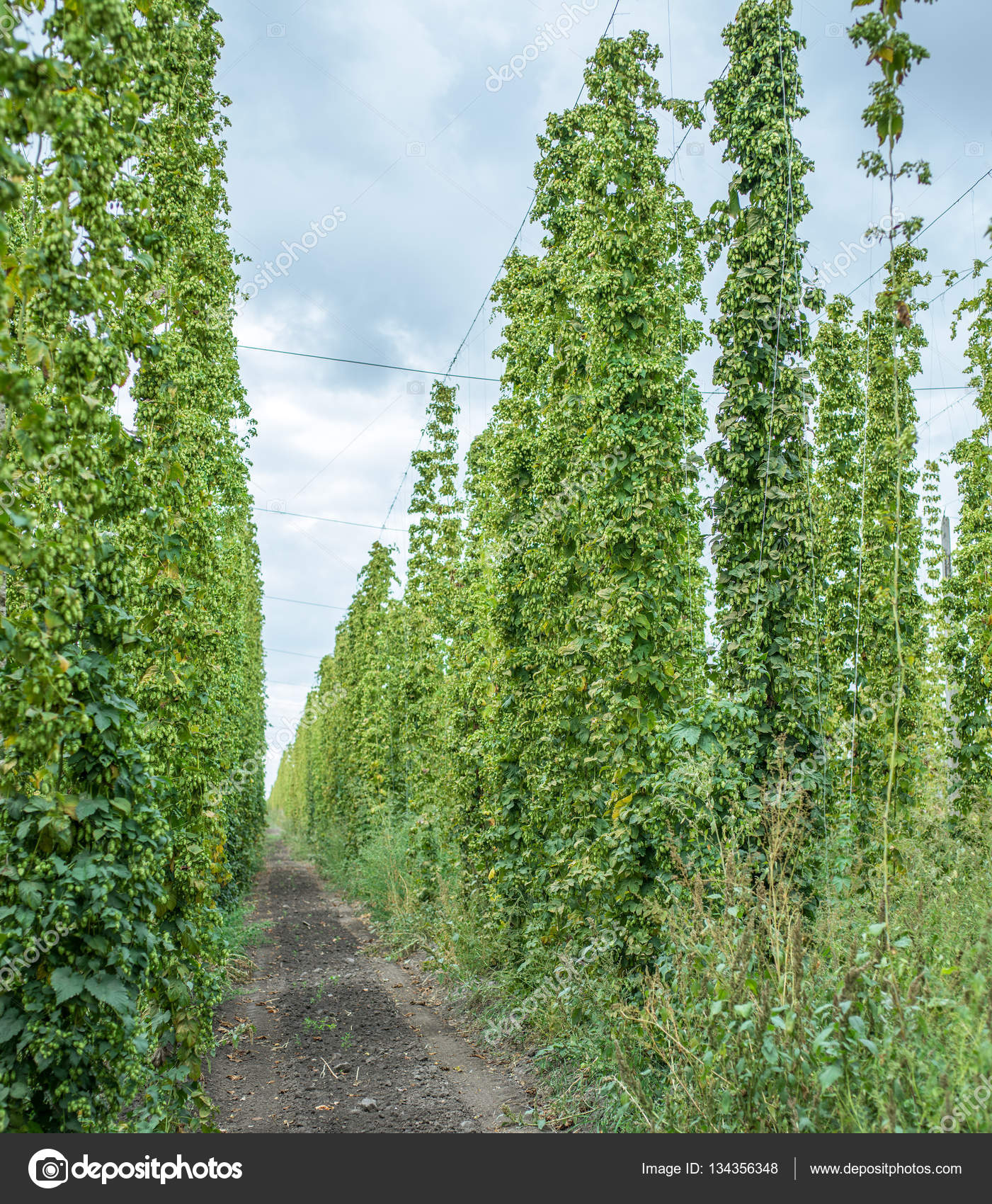 Hops yard. Hops plants climbing of special supported