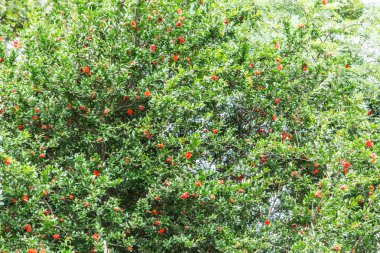 Çiçek nar ağacı. Doğa arka plan.