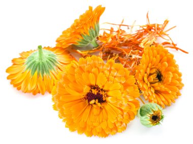 beyaz zemin üzerine Calendula çiçekler.