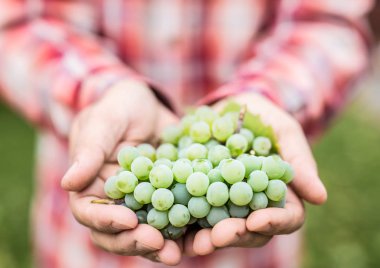 Erkek elinde beyaz Şaraplık.