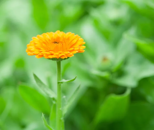 Doğada Calendula veya kadife çiçeği çiçek. — Stok fotoğraf