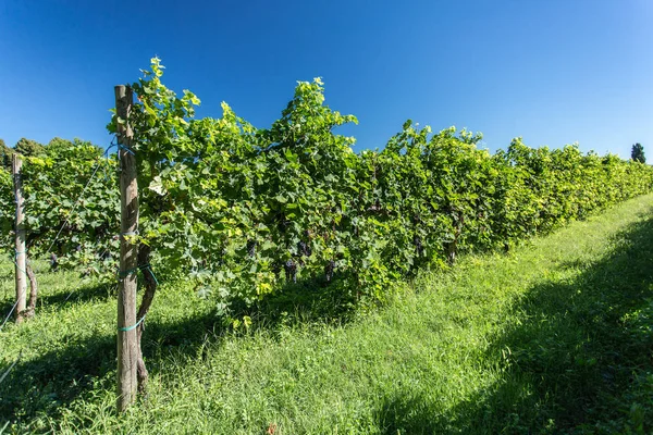 Vignoble à la belle journée d'automne . — Photo