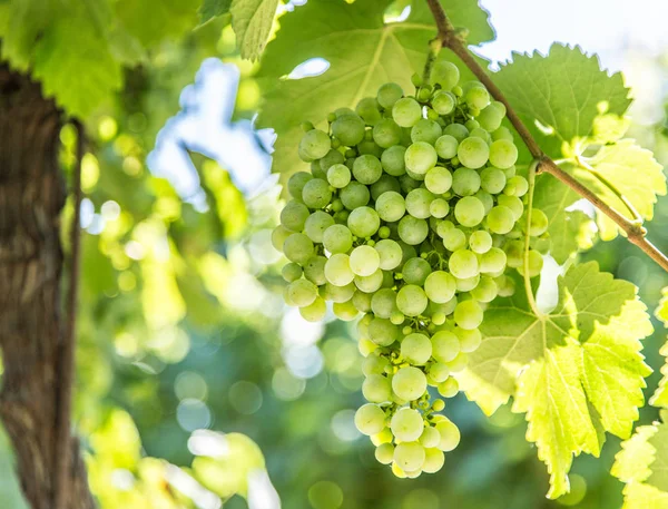 Weintrauben an der Rebe. — Stockfoto