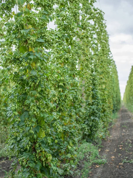 Hops yard. Hops plants climbing of special supported strings or — Stock Photo, Image