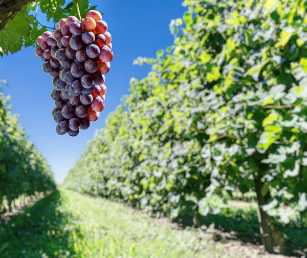 Raisins de cuve sur la vigne. — Photo