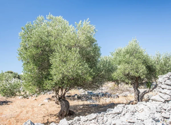 Garten mit Olivenbäumen. — Stockfoto