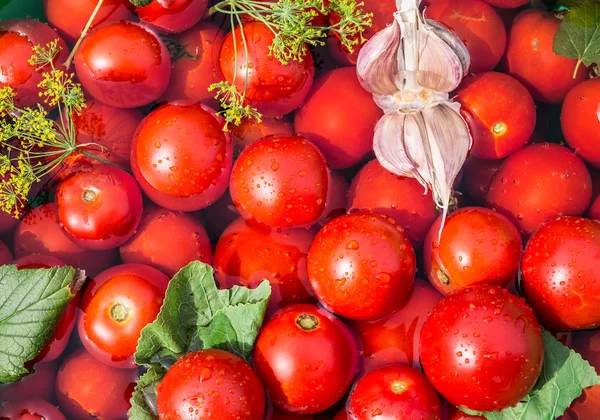Eingelegte Tomaten mit Kräutern im Holzfass. — Stockfoto