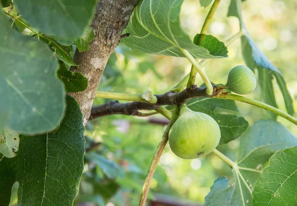 Frutos maduros del higo en el árbol . — Foto de Stock