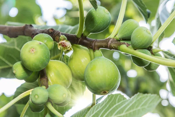 Frutti di fico maturi sull'albero . — Foto Stock