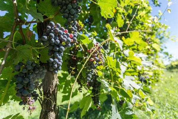 Druer til vinfremstilling på vin. - Stock-foto