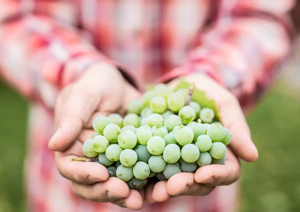White wine grapes in the male hands. — Stock Photo, Image