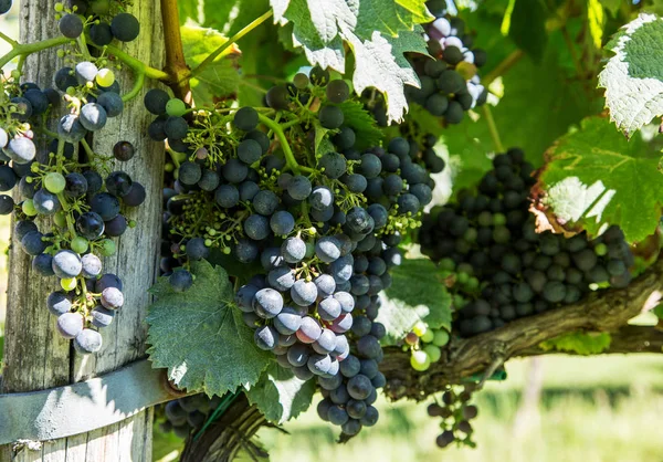 Uvas de vinho na videira. — Fotografia de Stock