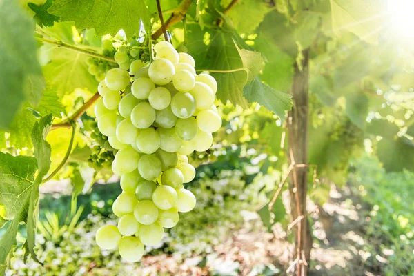 Uvas de vino en la vid. — Foto de Stock