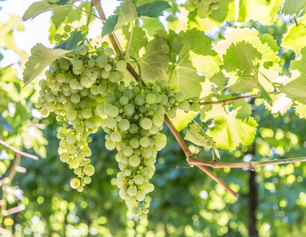 Uvas de vinho na videira. — Fotografia de Stock