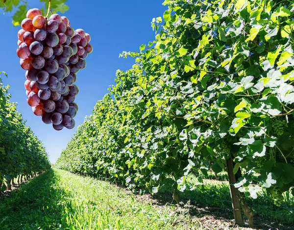 Winogrona do produkcji wina na winorośli. — Zdjęcie stockowe