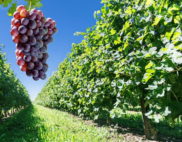 Uvas de vino en la vid. —  Fotos de Stock