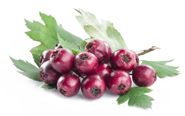 Hawthorn berries isolated on white background. — Stock Photo, Image