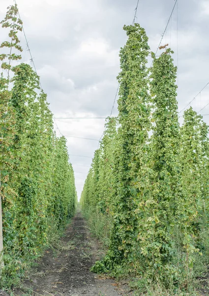 Hops yard. Hops plants climbing of special supported strings or