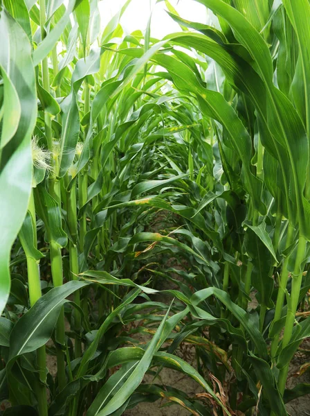 In the center of maize field. — Stock Photo, Image