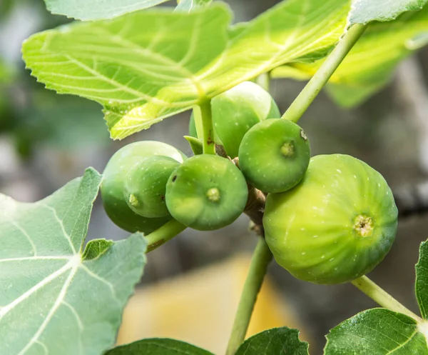 Rijp fig vruchten aan de boom. — Stockfoto