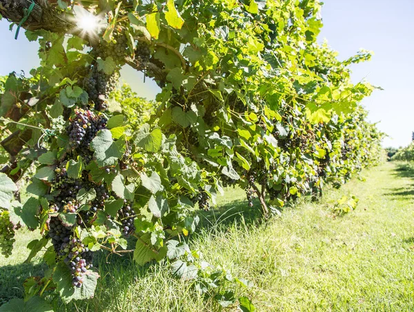 Weintrauben an der Rebe. — Stockfoto