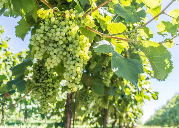 Uvas de vino en la vid. —  Fotos de Stock