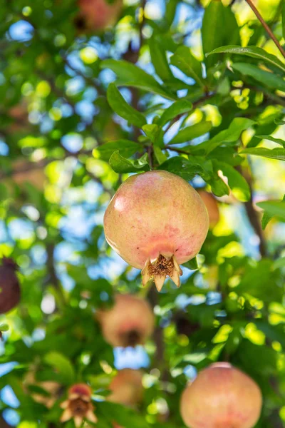 The growing of pomegranate fruits. — Stock Photo, Image