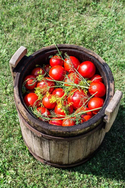 Tomat diaduk dengan herbal di tong kayu . — Stok Foto