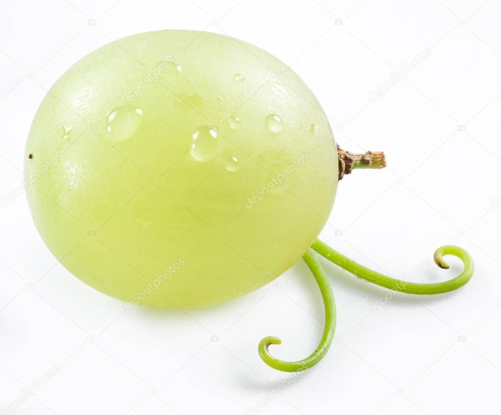 One grape on the white background.