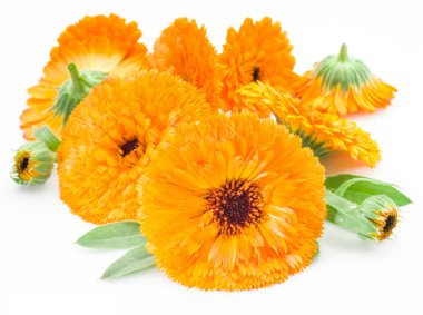 beyaz zemin üzerine Calendula çiçekler.