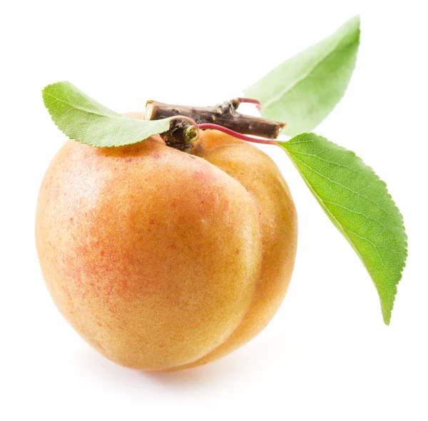 Fruta de albaricoque con hojas sobre fondo blanco . —  Fotos de Stock