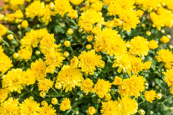 Yellow chrysanthemum flowers. Nature background.