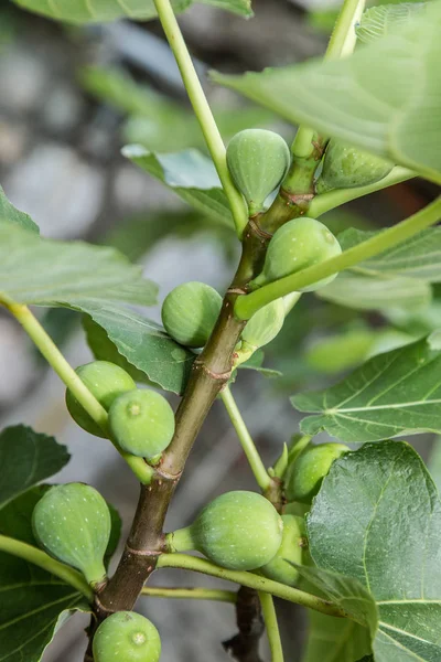 Ripe fig fruits on the tree. — Stock Photo, Image