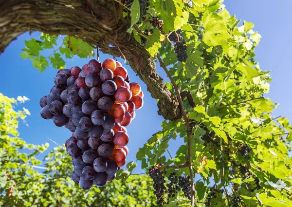 Winogrona do produkcji wina na winorośli. — Zdjęcie stockowe