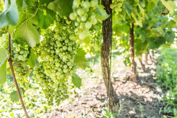 Weintrauben an der Rebe. — Stockfoto